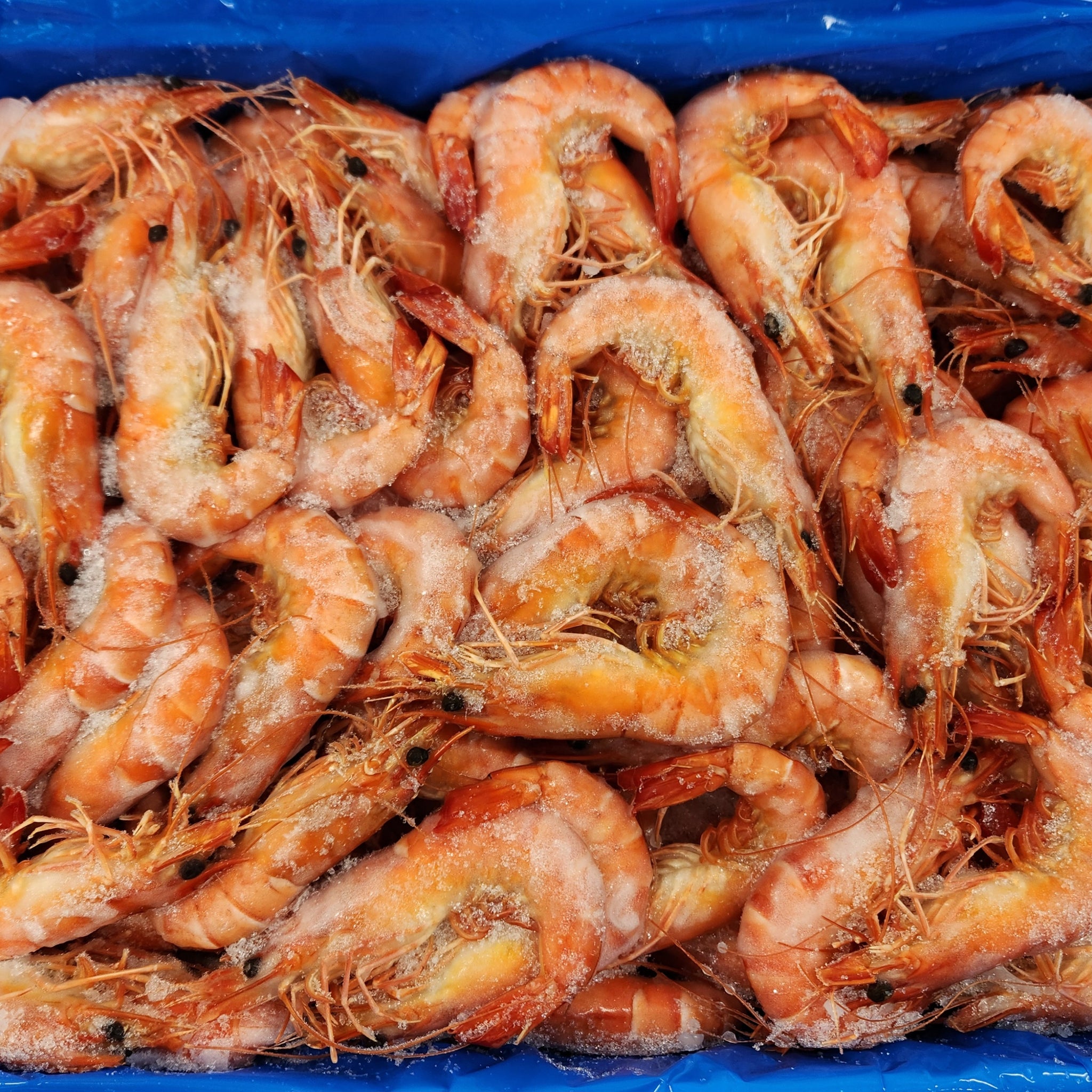 Whole Cooked Tiger Prawn U/15 5kg