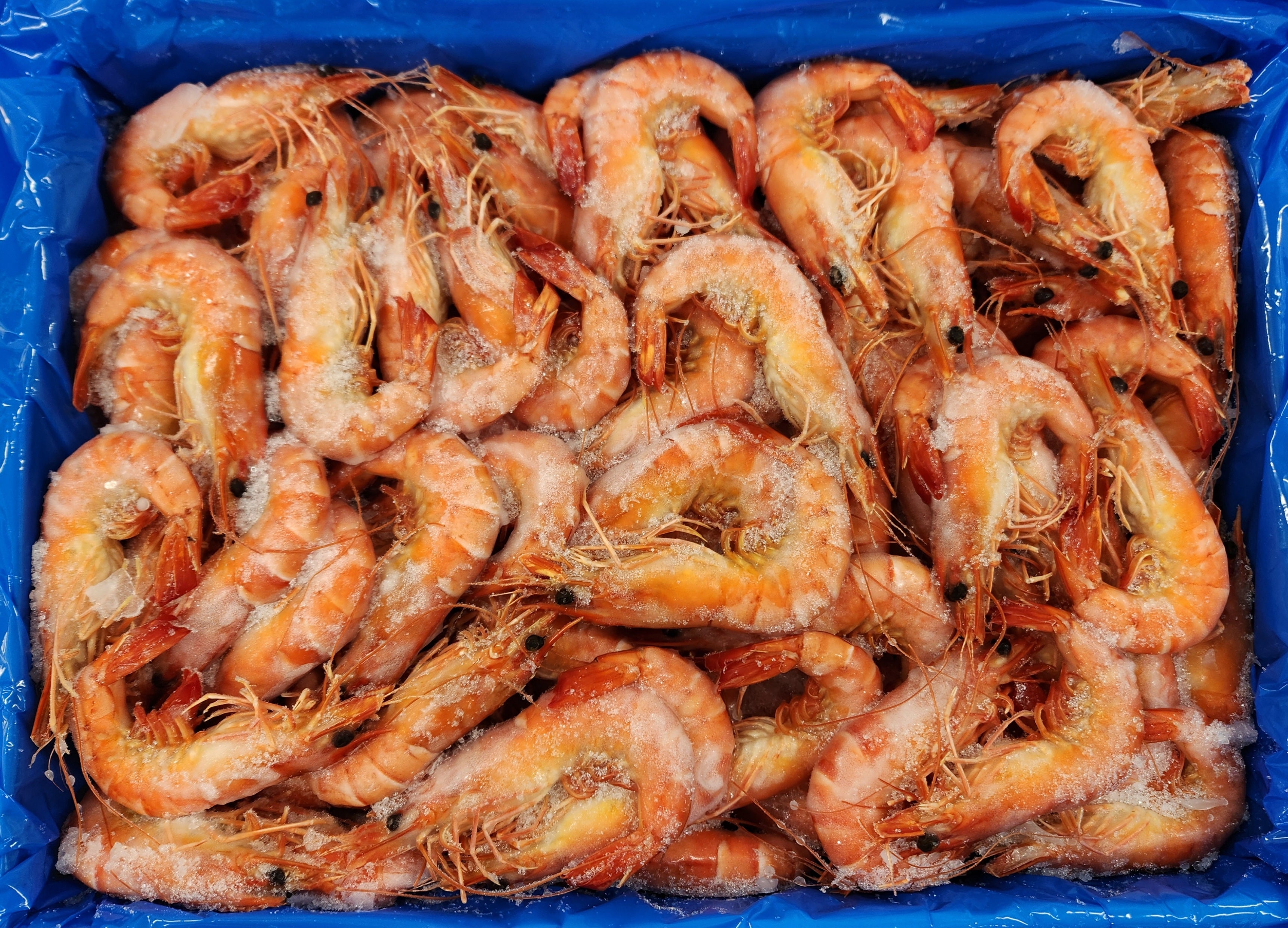 Whole Cooked Tiger Prawn U/15 5kg