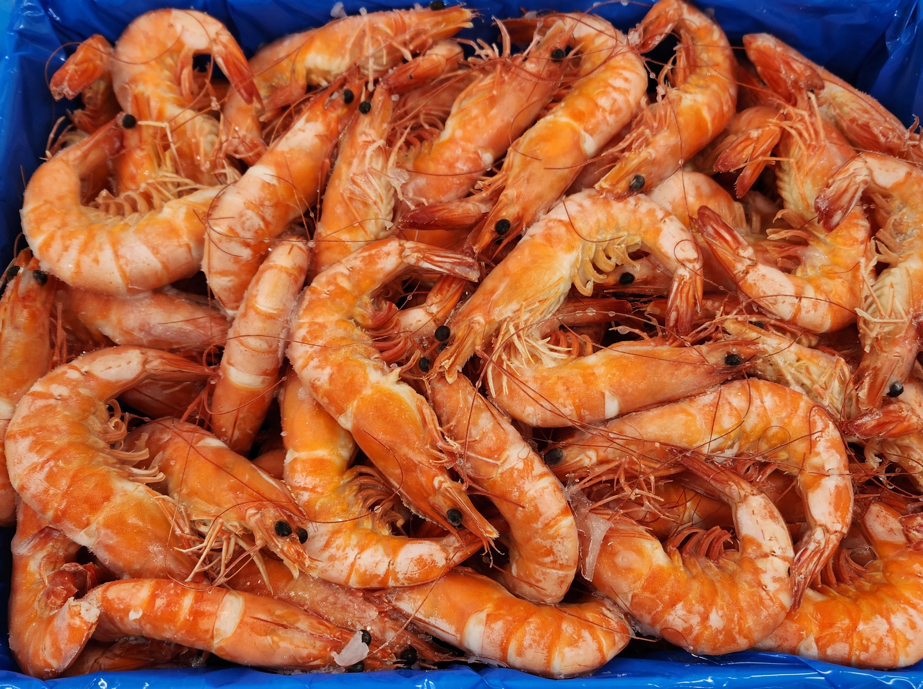 Whole Cooked Vannamei U10 5kg