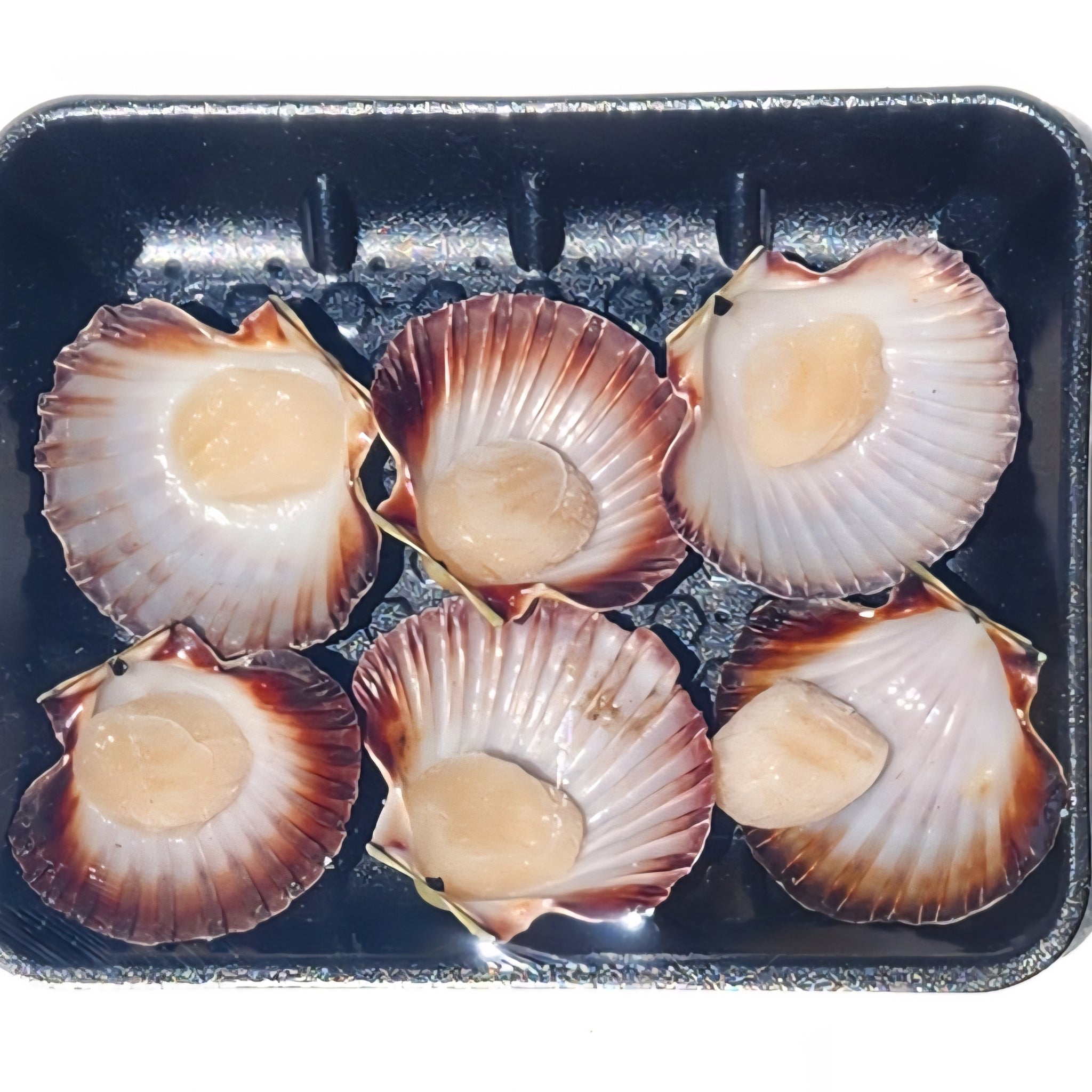 Half Shell Scallops - 6 Pack