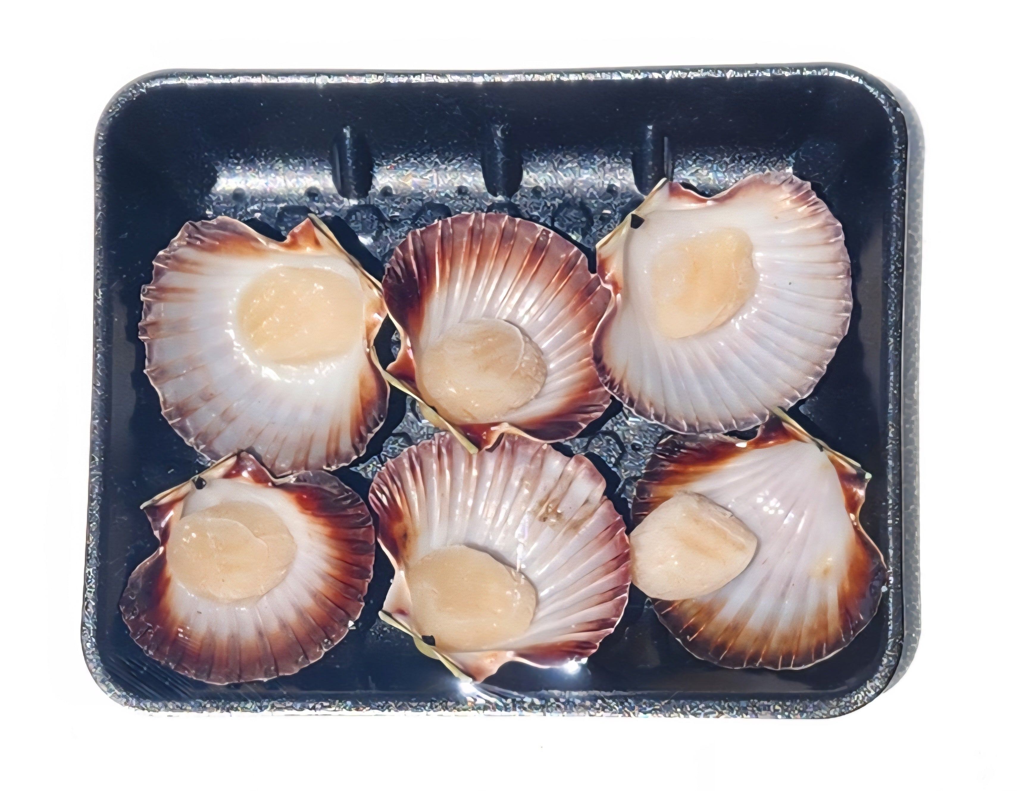 Half Shell Scallops - 6 Pack