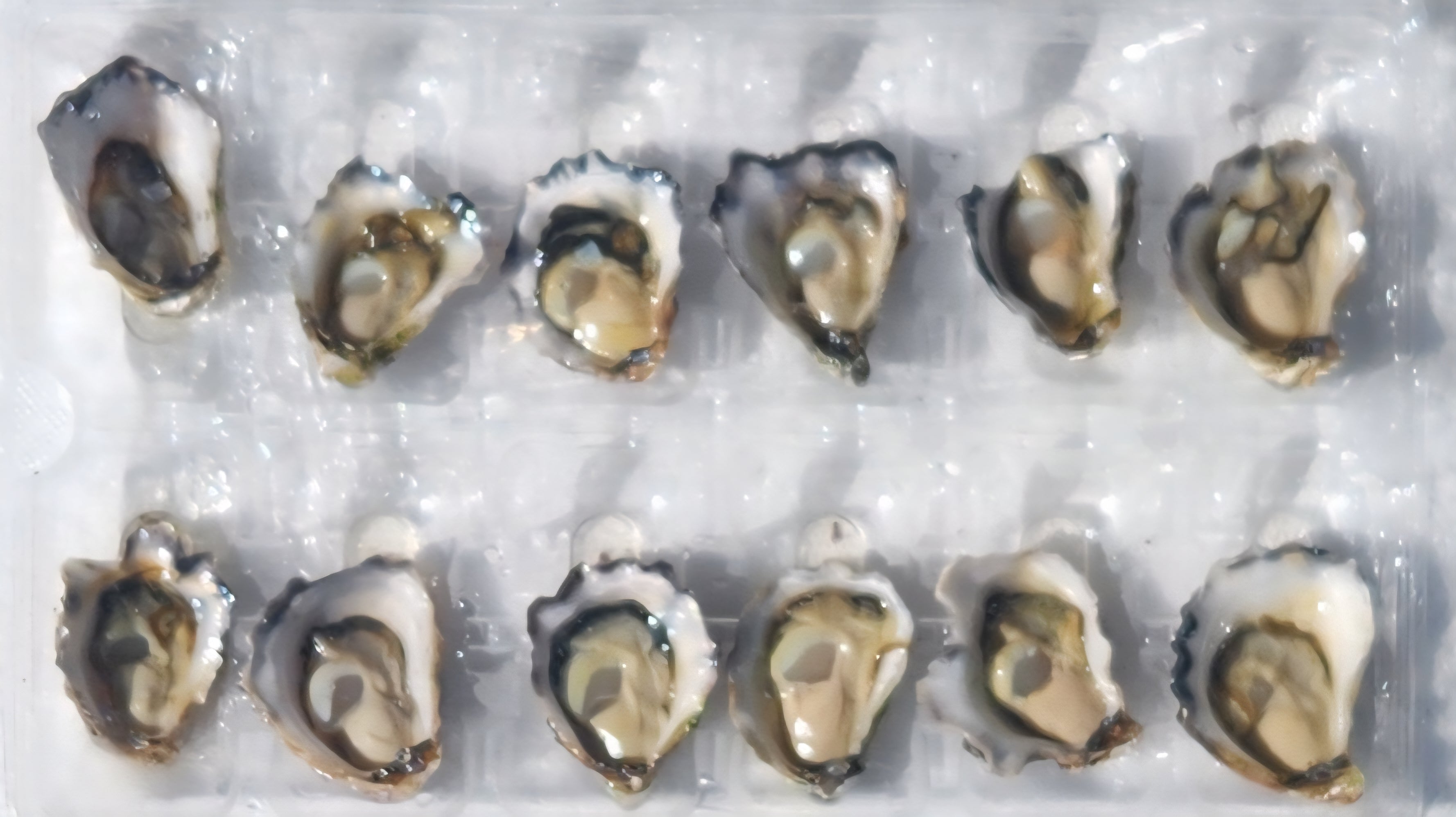 Sydney Rock Oysters - 1 Dozen