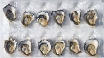 Sydney Rock Oysters - 1 Dozen