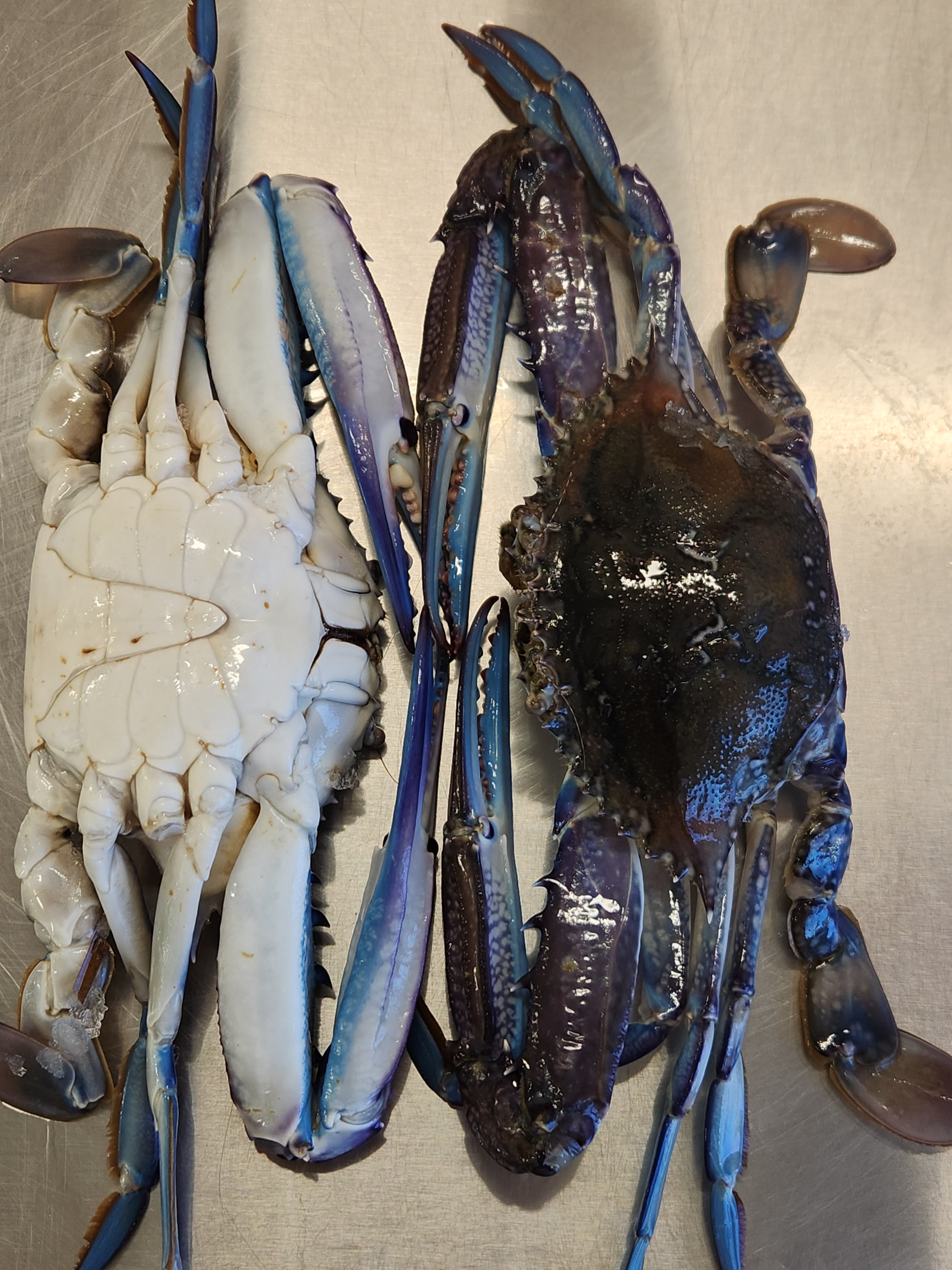Blue Swimmer Crab - Raw