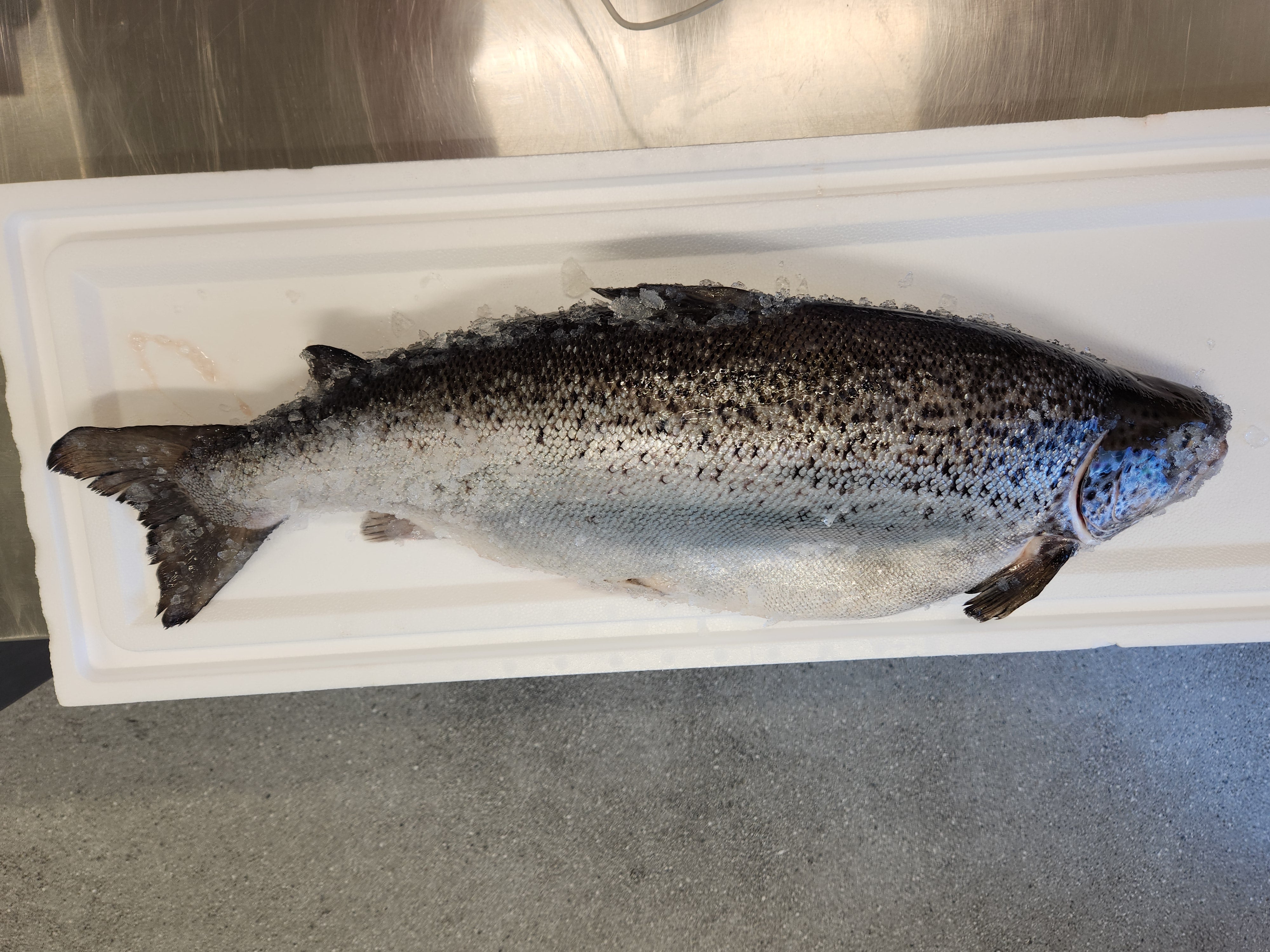 Atlantic Salmon Whole - Fresh